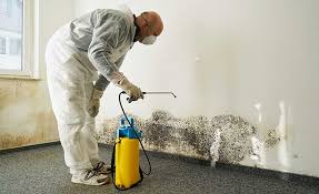 Best Environmental Consulting for Mold Prevention  in Coronita, CA